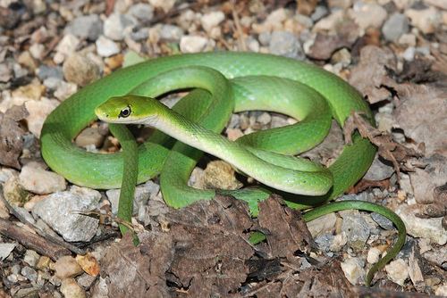 Opheodrys Rough Green Snake Opheodrys aestivus The World of Animals