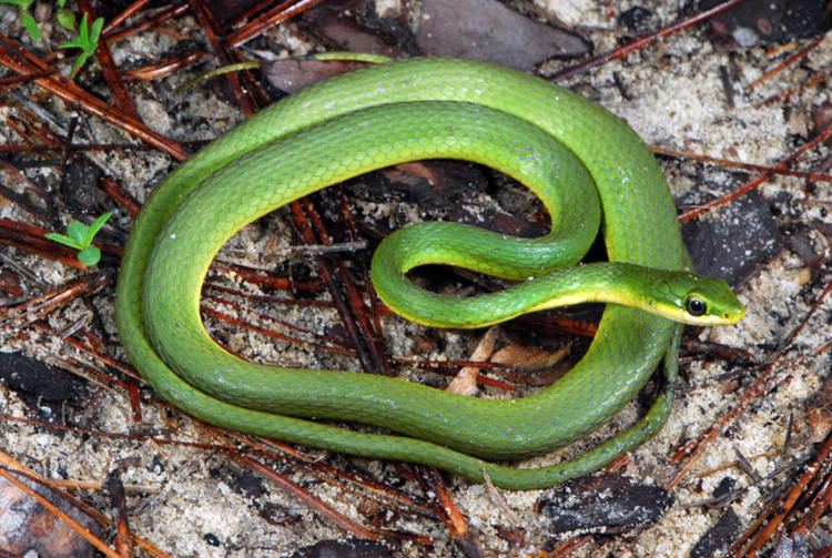 Opheodrys aestivus Rough Green Snake Opheodrys aestivus