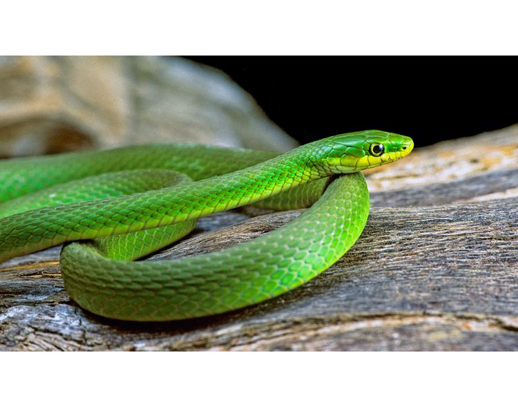 Opheodrys aestivus CalPhotos Opheodrys aestivus Rough Green Snake