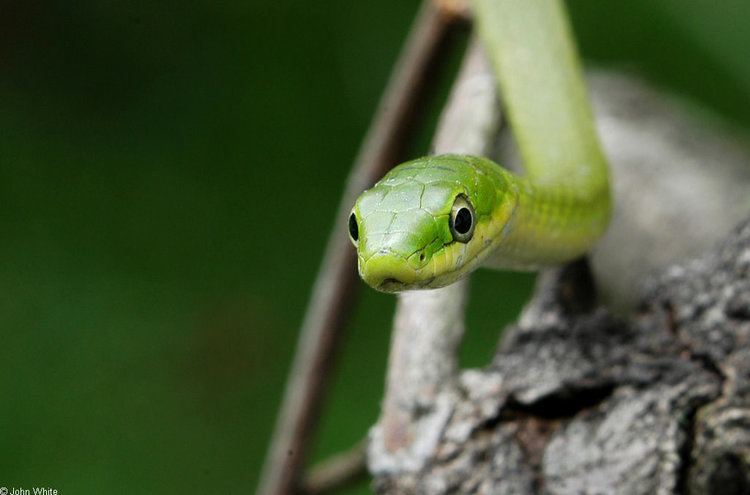 Opheodrys aestivus CalPhotos Opheodrys aestivus Rough Green Snake