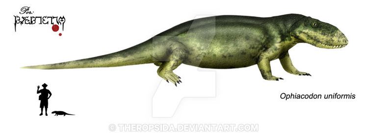 Ophiacodon Ophiacodon Facts and Pictures