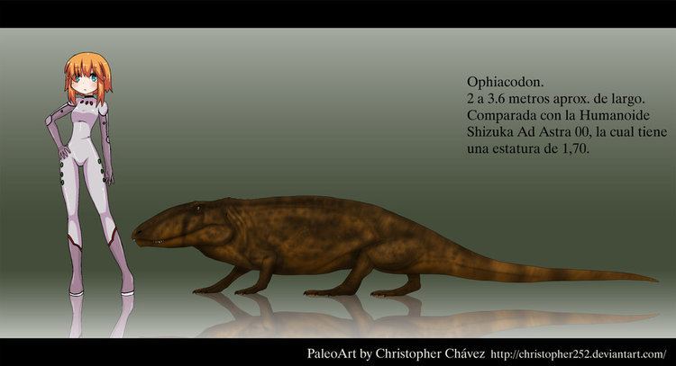 Ophiacodon Ophiacodon Facts and Pictures