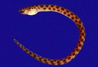 Ophichthidae Ophichthidae Snake Eels Discover Life