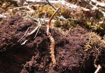 Ophiocordyceps sinensis growing out of a caterpillar while on the ground