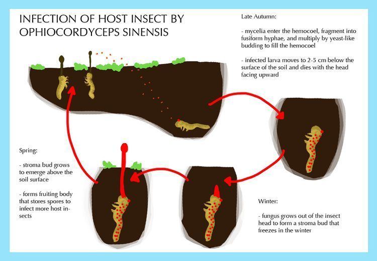 The life cycle of Ophiocordyceps sinensis from autumnal infection and winter-stromal bud stage, to summer-fruiting body stage