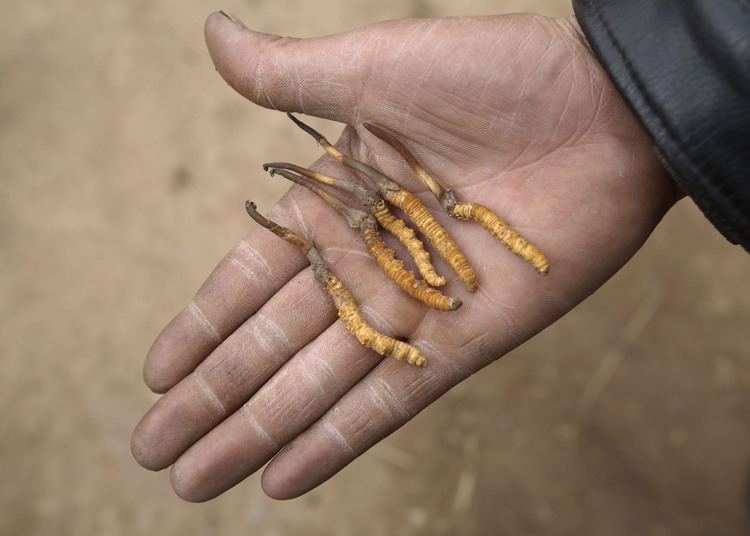 A nomad showing the Chinese caterpillar fungus he dug from a mountain in Guide County, Hainan Prefecture, Qinghai Province, China.