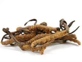 A bunch of Cordyceps Sinensis on a white background