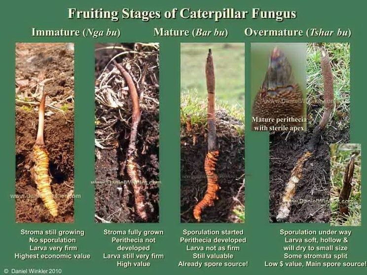 Fruiting stages of Caterpillar Fungus from immature, mature, to overmature