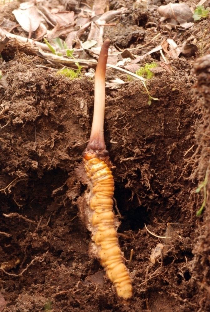 Ophiocordyceps sinensis growing out of a caterpillar while on the ground