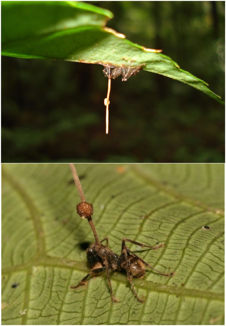 Ophiocordyceps unilateralis httpsuploadwikimediaorgwikipediacommons88