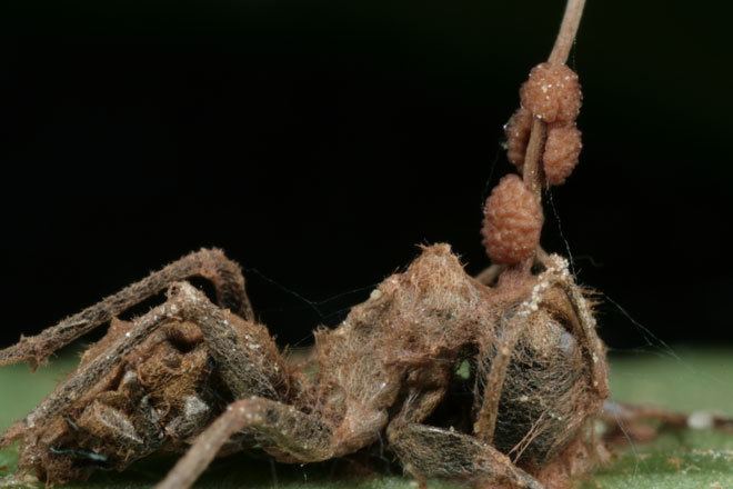 Ophiocordyceps unilateralis Absurd Creature of the Week The Zombie Ant and the Fungus That