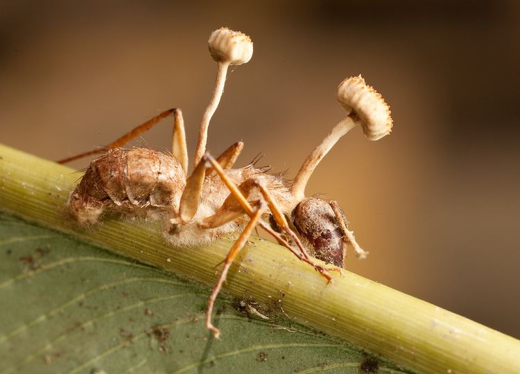 Ophiocordyceps unilateralis Ant fungus Ophiocordyceps unilateralis Peru A very impr Flickr