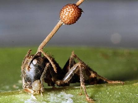 Ophiocordyceps unilateralis 1000 images about Cordyceps Fungus on Pinterest Ants Daniel o