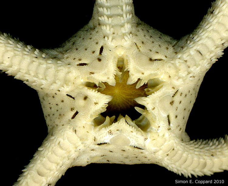 Ophioderma (echinoderm) Taxon The echinoderms of Panama