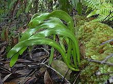 Ophioderma (plant) httpsuploadwikimediaorgwikipediacommonsthu