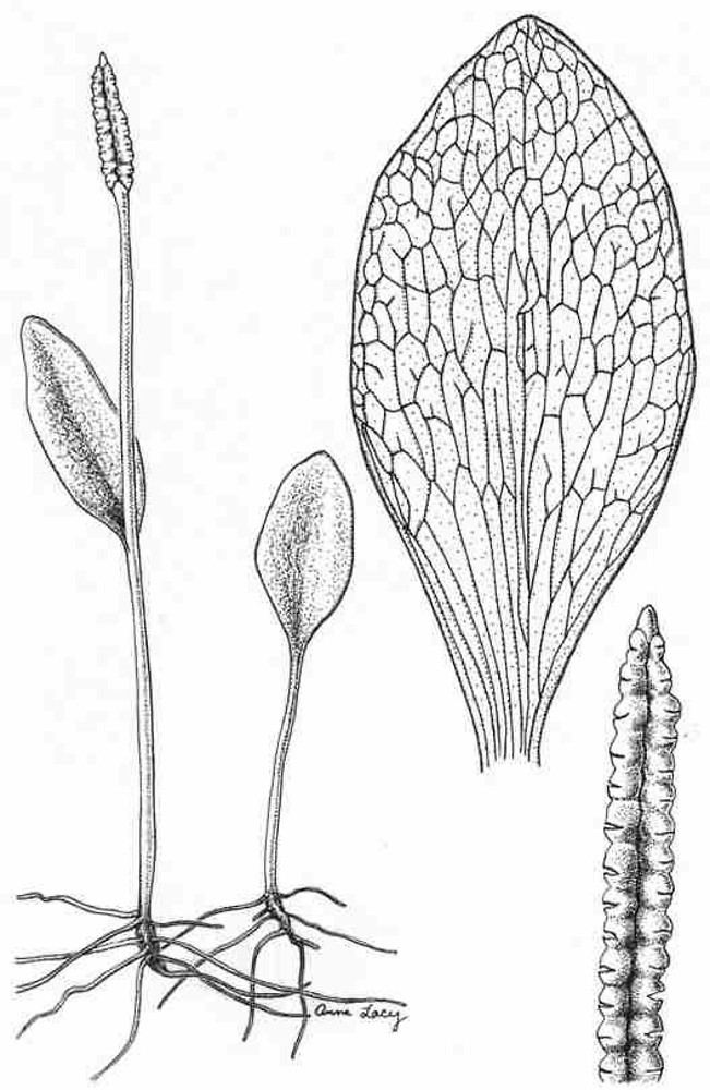 Ophioglossum Ophioglossum pusillum northern adder39stongue fern Go Botany
