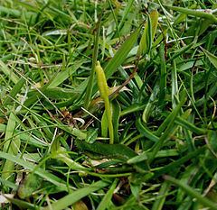 Ophioglossum azoricum httpsuploadwikimediaorgwikipediacommonsthu