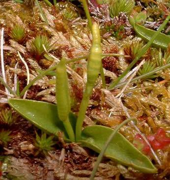 Ophioglossum azoricum azoricum