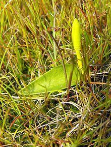 Ophioglossum californicum httpsuploadwikimediaorgwikipediacommonsthu