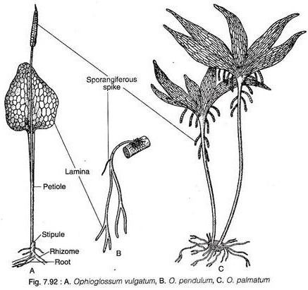 Ophioglossum Ophioglossum Structure and Reproduction
