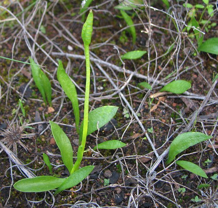 Ophioglossum lusitanicum Esperance Wildflowers Ophioglossum lusitanicum Adders Tongue
