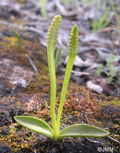 Ophioglossum lusitanicum lusitanicum