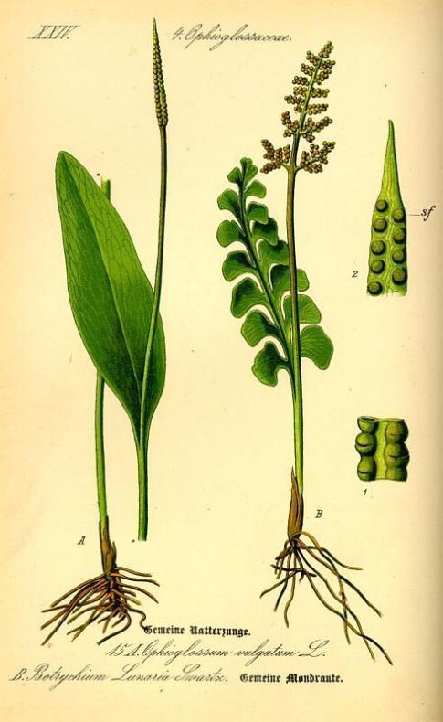 Ophioglossum vulgatum Ophioglossum vulgatum L southern adderstongue