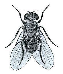 Ophiomyia lantanae httpsuploadwikimediaorgwikipediacommonsthu