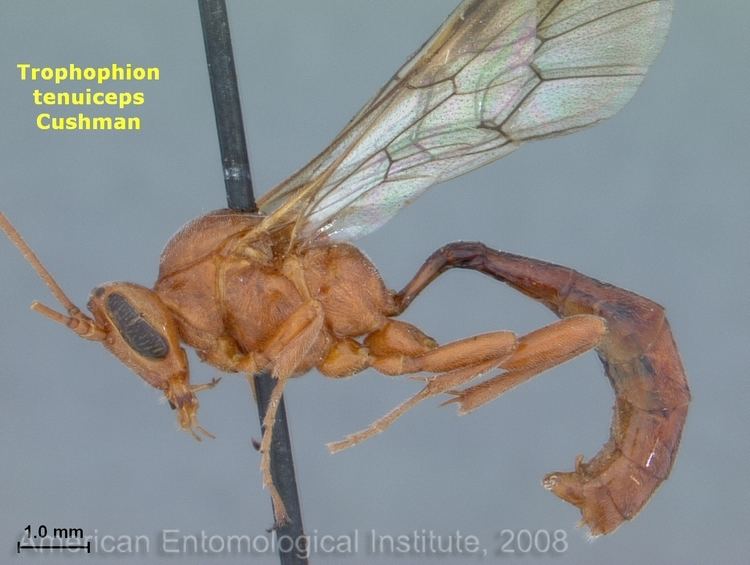 Ophioninae American Entomological Institute