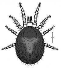 Ophionyssus natricis httpsuploadwikimediaorgwikipediacommons77