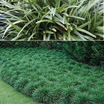Ophiopogon 1000 ideas about Ophiopogon Japonicus on Pinterest Grasses Yard