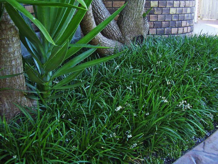 Ophiopogon Ophiopogon planiscapus cultivated