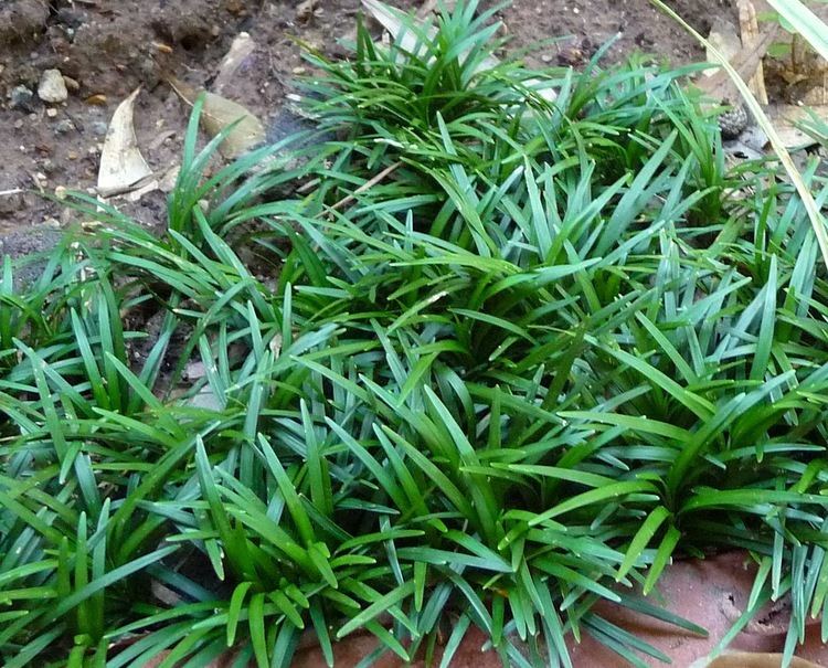 Ophiopogon japonicus PlantWerkz Mondo Grass Ophiopogon Japonicus 39Kyoto Dwarf39