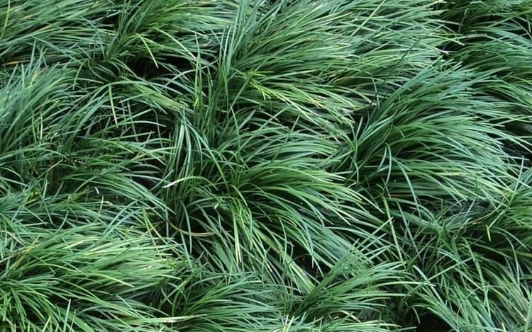 Ophiopogon japonicus Buy Ophiopogon japonicus Mondo Grass 18 Count Flat 4quot Pots