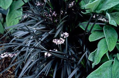 Ophiopogon planiscapus Ophiopogon planiscapus 39Nigrescens39 black mondoRHS Gardening
