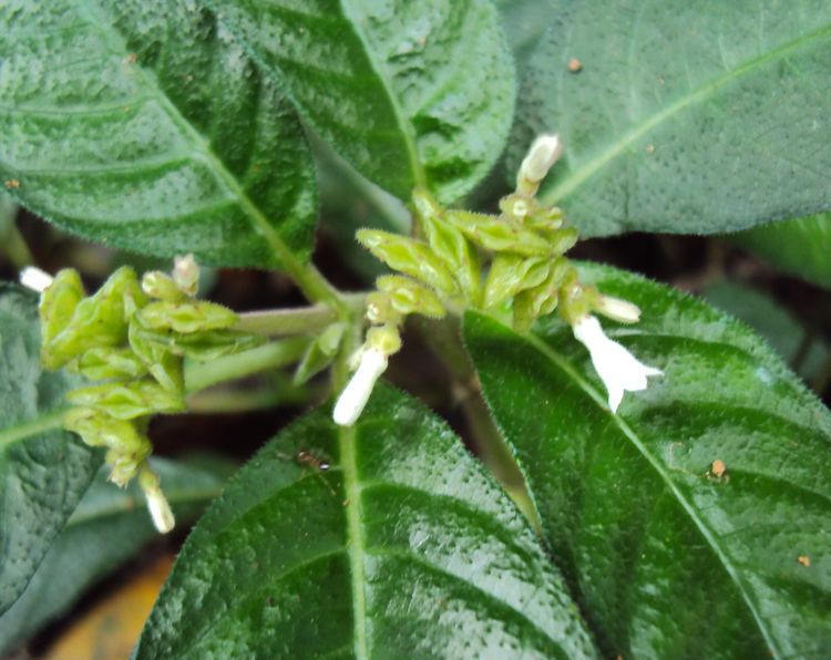 Ophiorrhiza Ophiorrhiza mungos L Observation India Biodiversity Portal