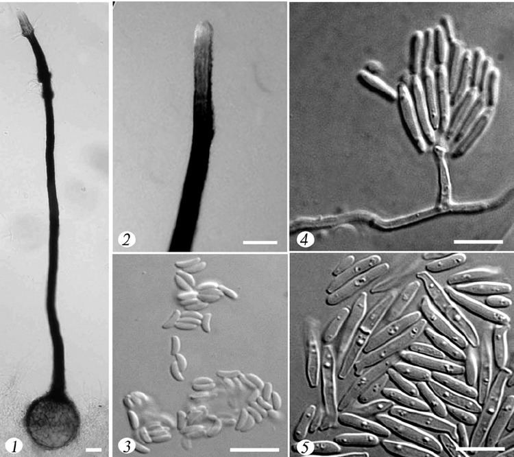 Ophiostoma Morphological characteristics of Ophiostoma longiconidiatum sp