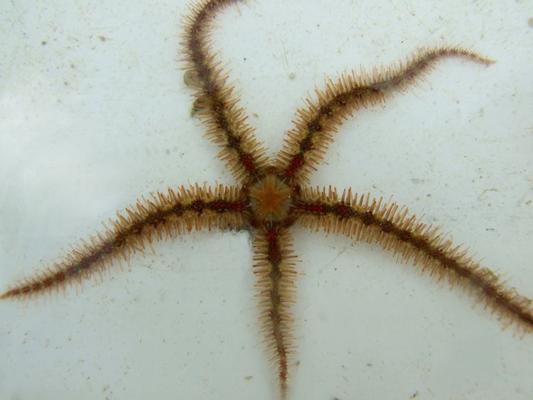Ophiothrix MarLIN The Marine Life Information Network Common brittlestar