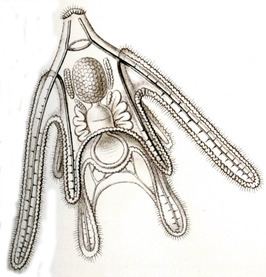 Ophiura albida Kleine slangster Wikipedia
