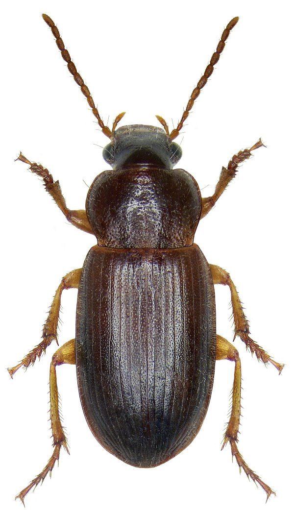 Ophonus Genus Ophonus Dejean 1821 13 Carabidae