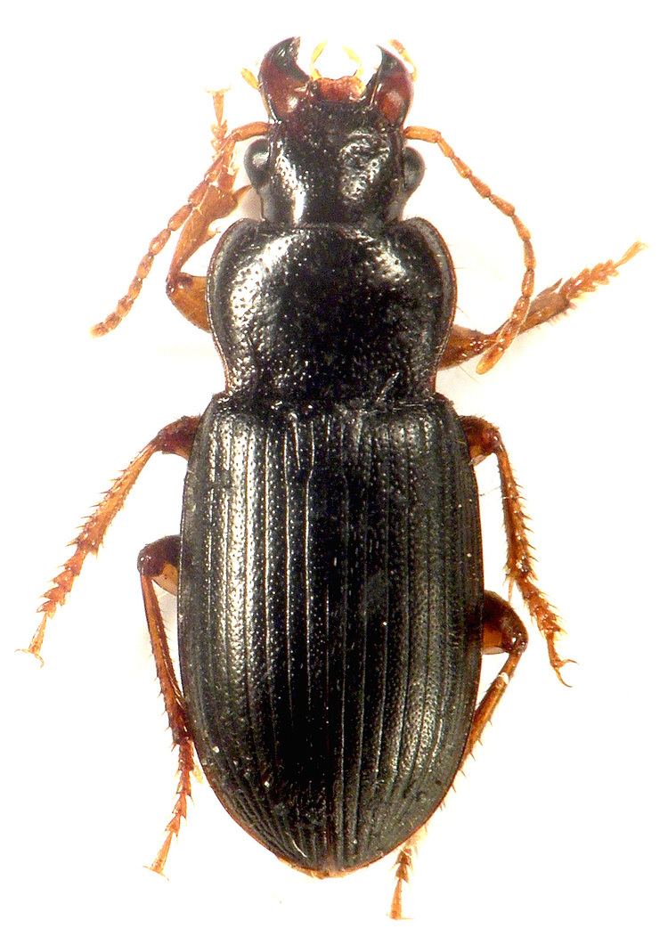 Ophonus Ophonus rufibarbis F 1792 Carabidae