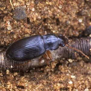 Ophonus Ophonus puncticeps Ground Beetles of Ireland