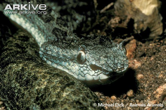 Ophryacus undulatus Mexican horned pitviper videos photos and facts Ophryacus