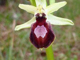 Ophrys × arachnitiformis httpsuploadwikimediaorgwikipediacommonsthu