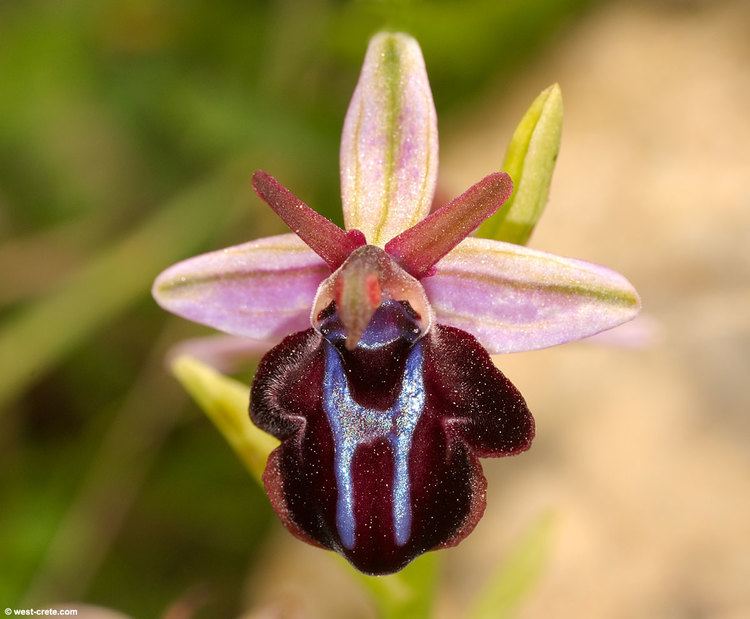 Ophrys Ophrys spruneri