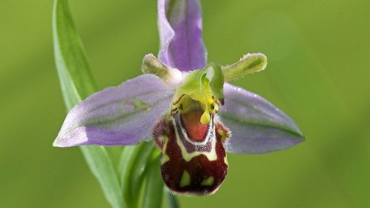 Ophrys The bee orchid Ophrys apifera Natural History Museum YouTube