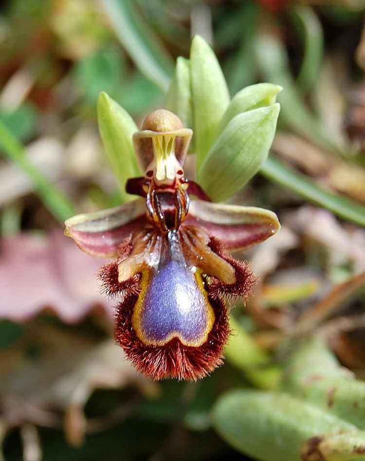 Ophrys Ophrys Wikiwand