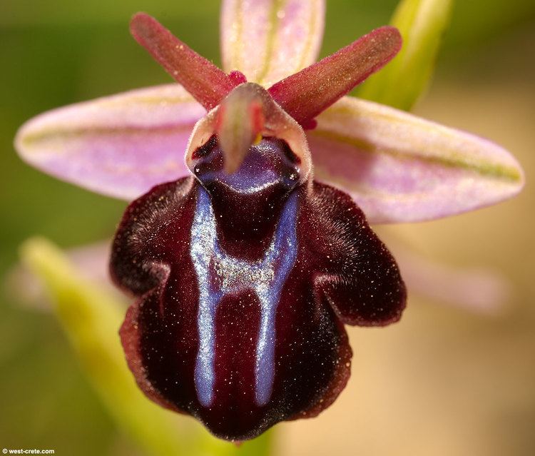 Ophrys Ophrys spruneri