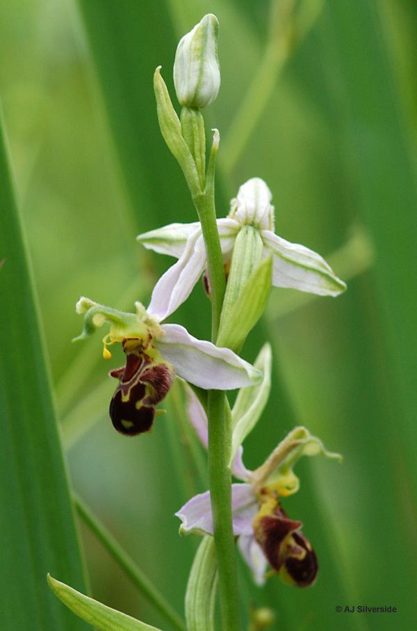 Ophrys apifera Ophrys apifera images of British biodiversity