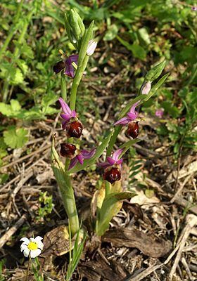 Ophrys argolica httpsuploadwikimediaorgwikipediacommonsthu